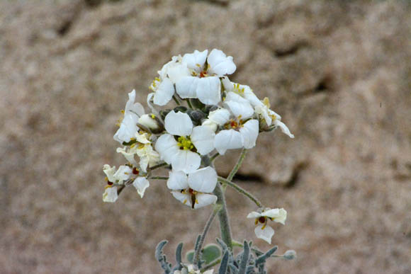  Dimorphocarpa pinnatifida